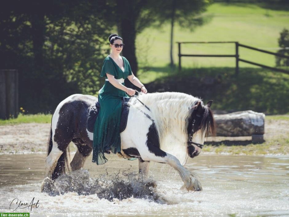 Bild 5: Spezieller Irish Cob / Tinker Elite Deckhengst