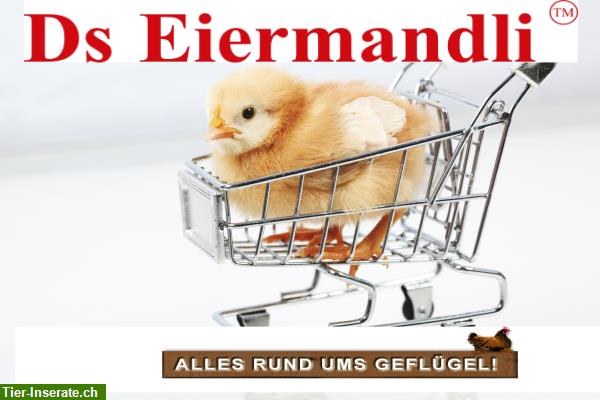 Bild 4: Kleintierbedarf Online Shop, alles für ihre kleinen Tiere + AKTIONEN