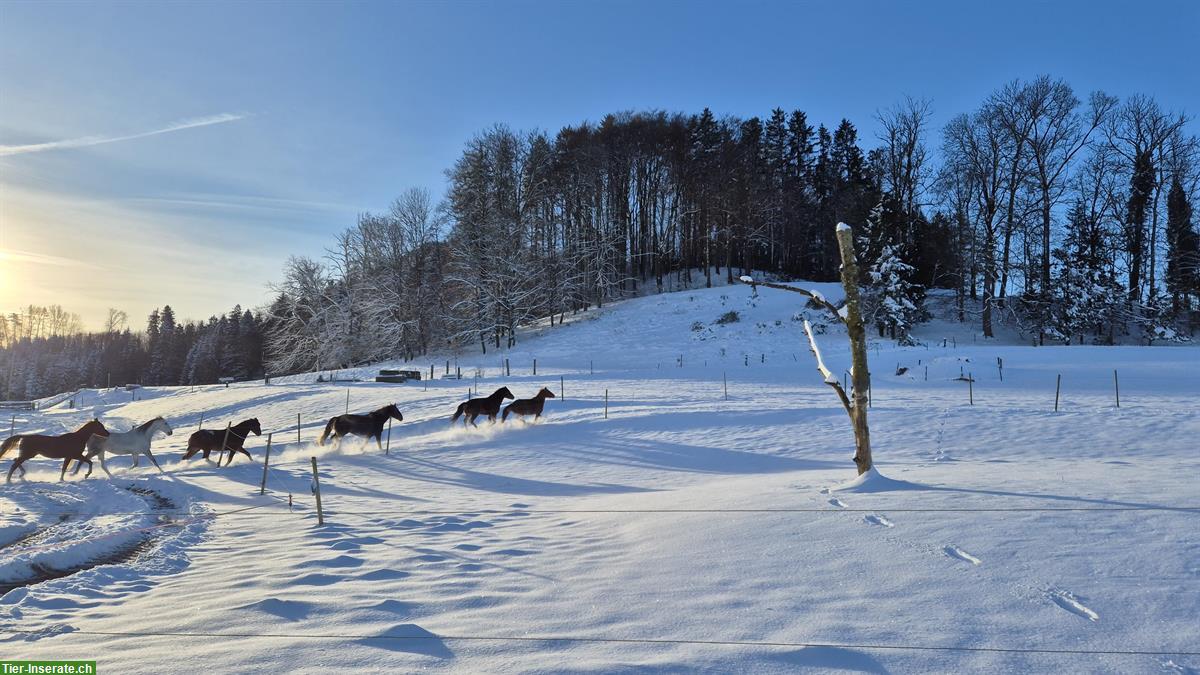 Bild 10: Offenstall, Gruppenstall in Weisslingen ZH Oberland, Winterthur, Tösstal