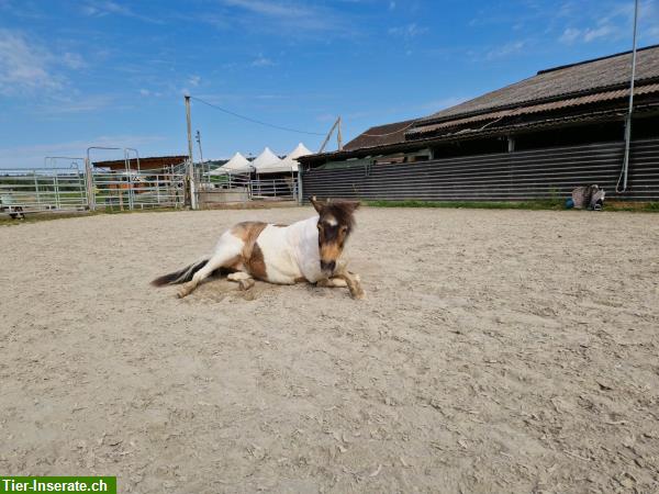 Bild 3: Offenstall, Gruppenstall in Weisslingen ZH Oberland, Winterthur, Tösstal