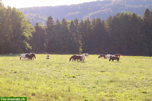 Bild 4: Offenstall, Gruppenstall in Weisslingen ZH Oberland, Winterthur, Tösstal