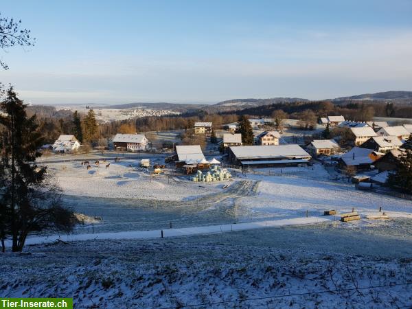 Bild 7: Offenstall, Gruppenstall in Weisslingen ZH Oberland, Winterthur, Tösstal