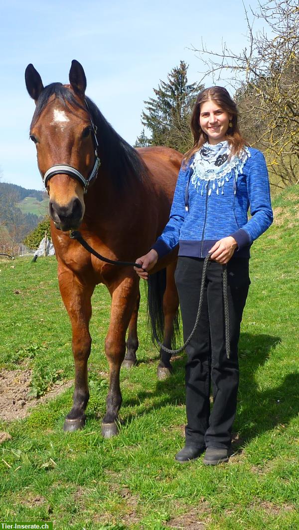 Bild 10: Reiten für Kinder & Erwachsene, Ausbildung von Pferden & Ponys