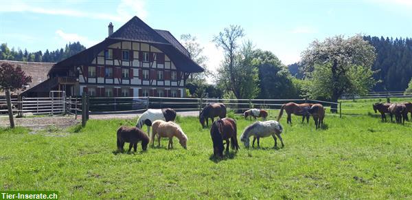 Bild 2: Reiten für Kinder & Erwachsene, Ausbildung von Pferden & Ponys