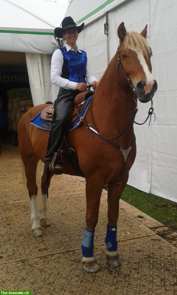 Bild 4: Reiten für Kinder & Erwachsene, Ausbildung von Pferden & Ponys