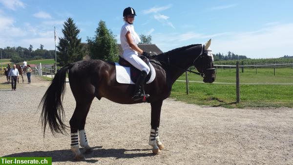 Bild 6: Reiten für Kinder & Erwachsene, Ausbildung von Pferden & Ponys