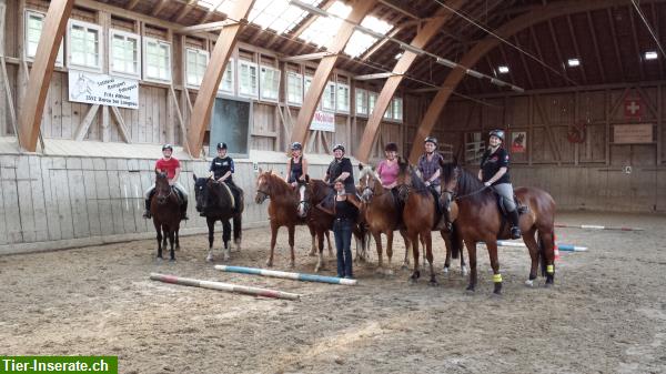 Bild 7: Reiten für Kinder & Erwachsene, Ausbildung von Pferden & Ponys