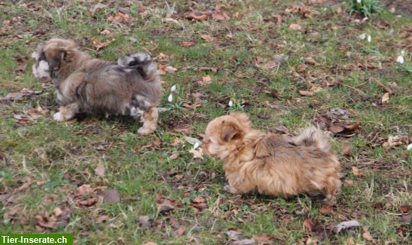 Bild 2: Swiss Havanese Club / Havaneser / Bichons Havanais Club Suisse