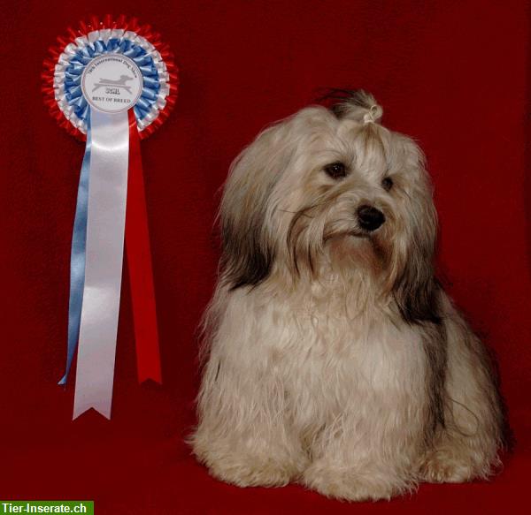 Bild 3: Swiss Havanese Club / Havaneser / Bichons Havanais Club Suisse