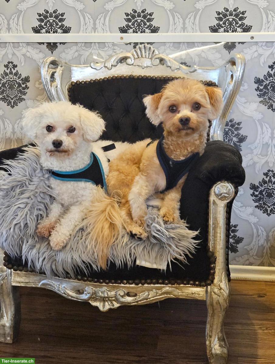 Bild 7: Hundehotel Paradies SG ist spezialisiert auf kleine Hunde bis 10kg