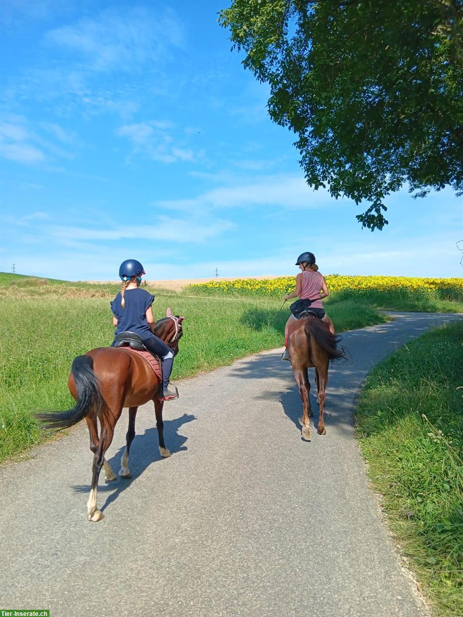 Ponyreiten / Reitunterricht in Baldingen AG