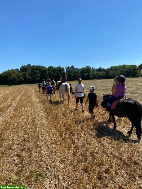 Bild 2: Ponyreiten / Reitunterricht / Ponyhofspielgruppe nähe Rekingen AG