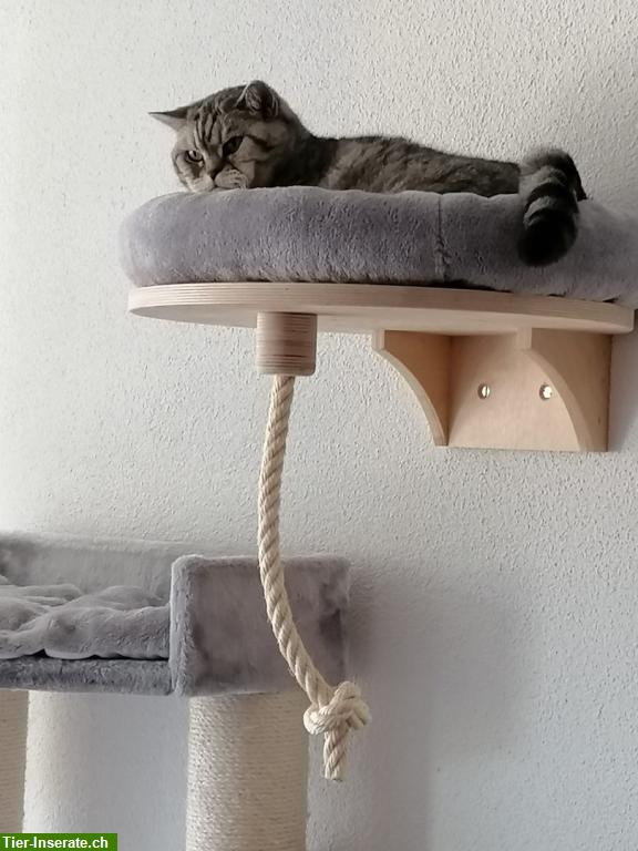 Bild 2: NEU: Katzen Liegebett für die Wand mit Kissen zu verkaufen