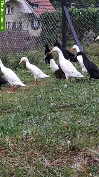 Bild 3: Amélie's Laufentenverleih im Kampf gegen Nacktschnecken