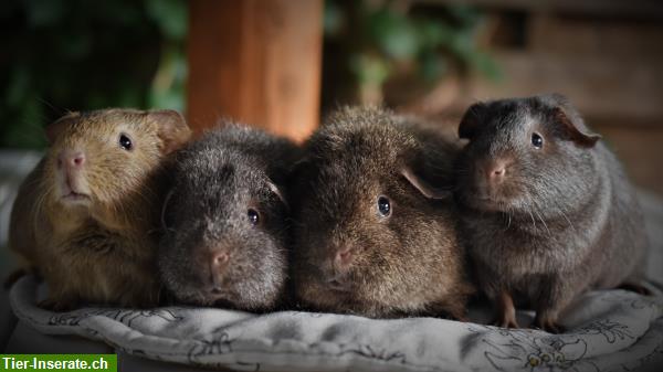 Bild 2: Wunderschöne Rasse Meerschweinchen aus seriöser Zucht