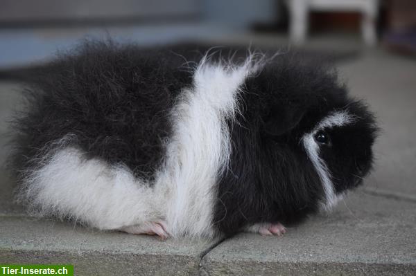 Bild 3: Wunderschöne Rasse Meerschweinchen aus seriöser Zucht