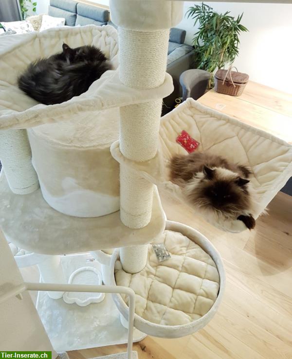 Bild 3: Top robuster Kratzbaum - Maine Coon Norweger etc. - NEU ab Lager!