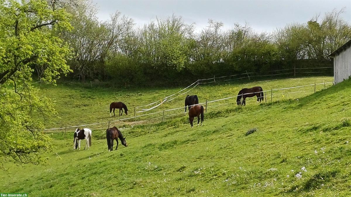 Bild 2: Freie Plätze, Fohlen-/ Altersweide in Grosswangen LU