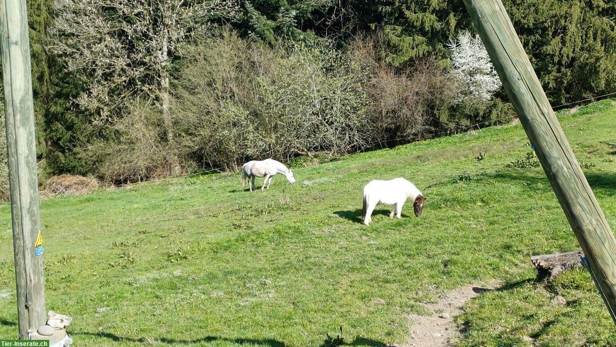 Bild 3: Freie Plätze, Fohlen-/ Altersweide in Grosswangen LU