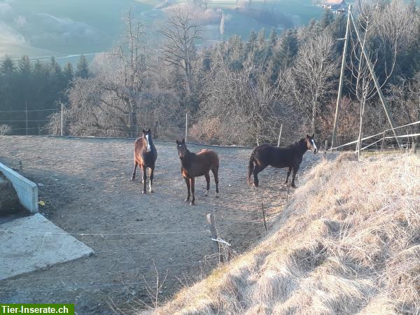 Bild 7: Freie Plätze, Fohlen-/ Altersweide in Grosswangen LU