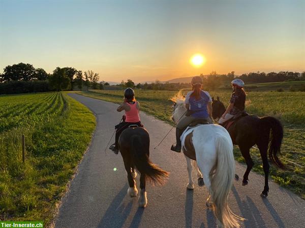 Reitbeteiligung auf Tinker, Wilkapolska, Zigeuner in Riedt, Erlen TG