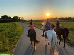 Reitbeteiligung auf Tinker, Wilkapolska, Zigeuner in Riedt, Erlen TG