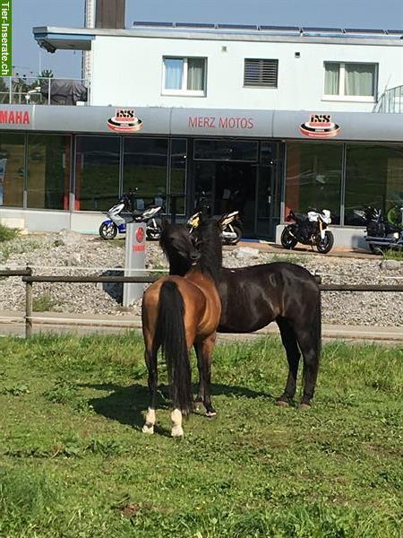 Bild 3: Reitbeteiligung auf Tinker, Wilkapolska, Zigeuner in Riedt, Erlen TG