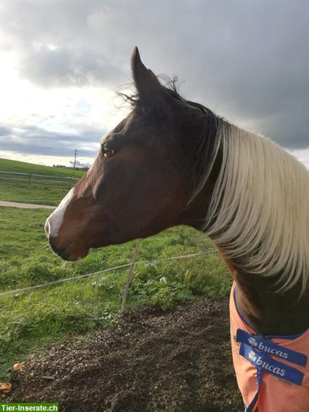 Bild 4: Reitbeteiligung auf Tinker, Wilkapolska, Zigeuner in Riedt, Erlen TG