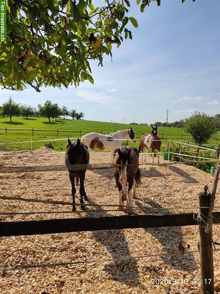 Bild 5: Reitbeteiligung auf Tinker, Wilkapolska, Zigeuner in Riedt, Erlen TG