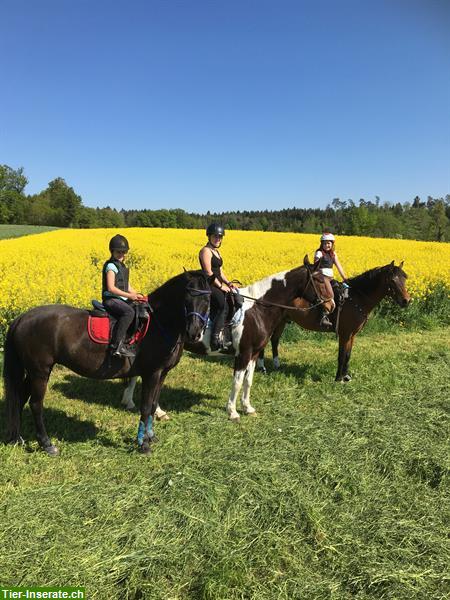 Bild 7: Reitbeteiligung auf Tinker, Wilkapolska, Zigeuner in Riedt, Erlen TG