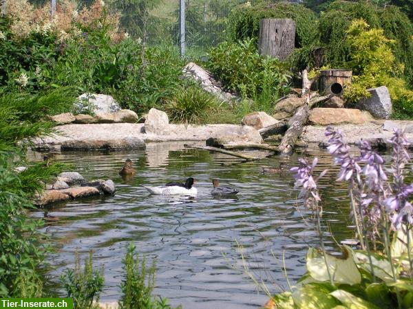 Wasserziergeflügel, Zierenten, Gänse, Säger, Schwäne direkt vom Züchter!