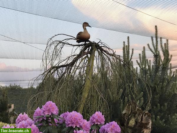 Bild 10: Wasserziergeflügel, Zierenten, Gänse, Säger, Schwäne direkt vom Züchter!