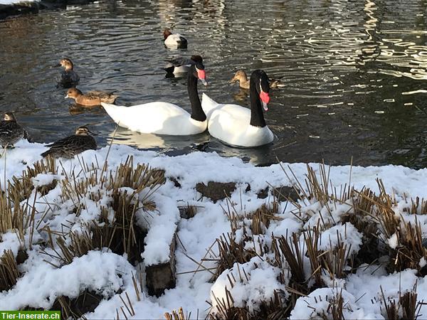 Bild 2: Wasserziergeflügel, Zierenten, Gänse, Säger, Schwäne direkt vom Züchter!