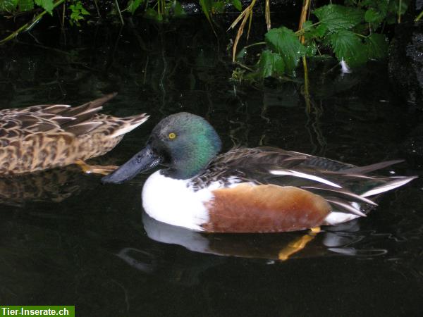 Bild 4: Wasserziergeflügel, Zierenten, Gänse, Säger, Schwäne direkt vom Züchter!