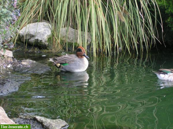 Bild 5: Wasserziergeflügel, Zierenten, Gänse, Säger, Schwäne direkt vom Züchter!