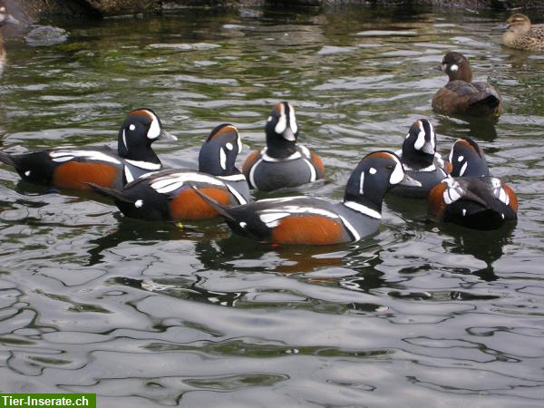 Bild 6: Wasserziergeflügel, Zierenten, Gänse, Säger, Schwäne direkt vom Züchter!