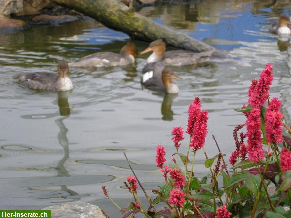 Bild 7: Wasserziergeflügel, Zierenten, Gänse, Säger, Schwäne direkt vom Züchter!