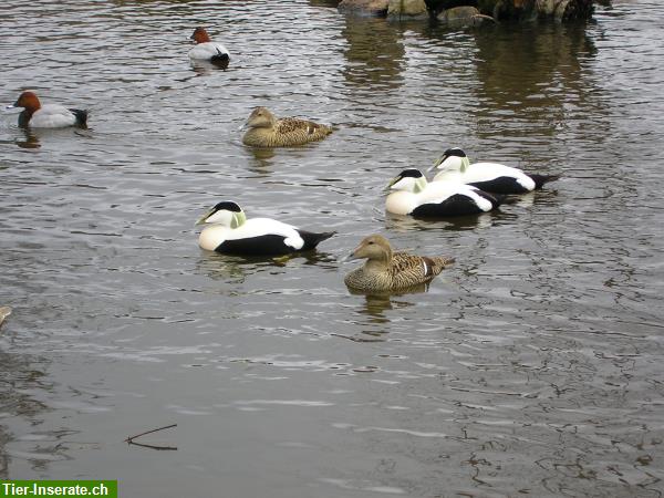 Bild 9: Wasserziergeflügel, Zierenten, Gänse, Säger, Schwäne direkt vom Züchter!