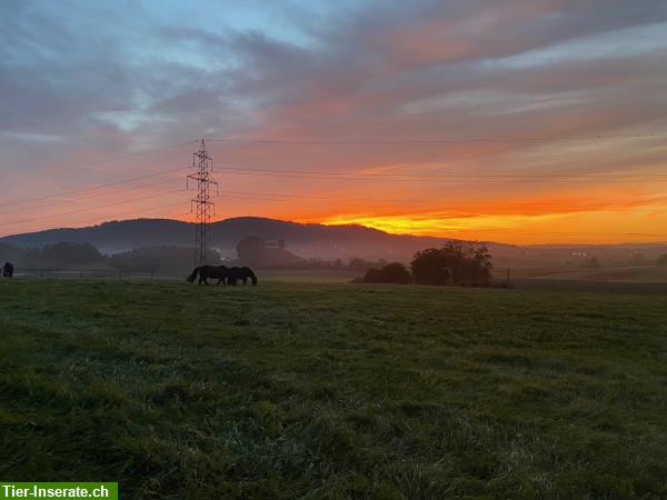 Freie Plätze in Aktivgruppenlaufstall im Zürcher Weinland