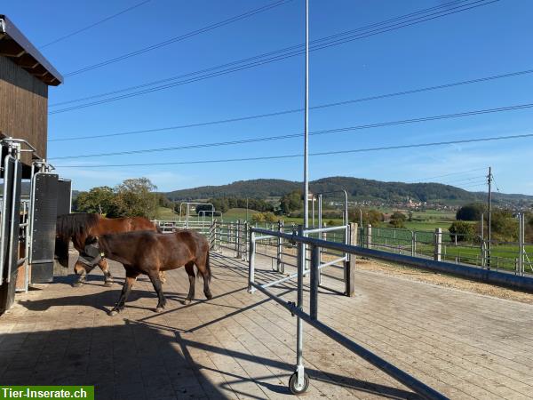 Bild 2: Freie Plätze in Aktivgruppenlaufstall im Zürcher Weinland