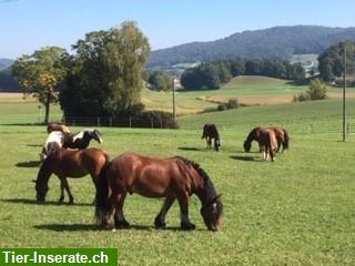 Bild 6: Freie Plätze in Aktivgruppenlaufstall im Zürcher Weinland