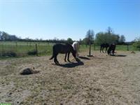 Winterferien für Ihr Pferd/Pony - Pensionsplatz im Burgund, Frankreich
