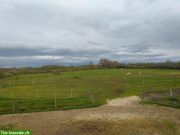 Bild 2: Auszeit für Ihr Pferd/Pony gesucht? Pensionsplatz im Burgund, Frankreich