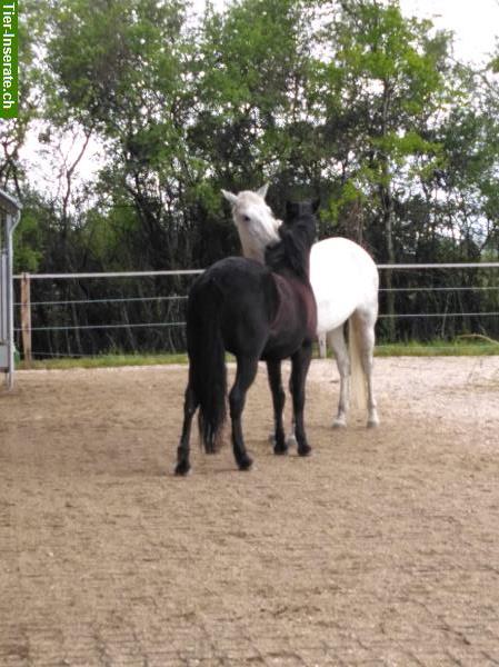 Bild 3: Auszeit für Ihr Pferd/Pony gesucht? Pensionsplatz im Burgund, Frankreich