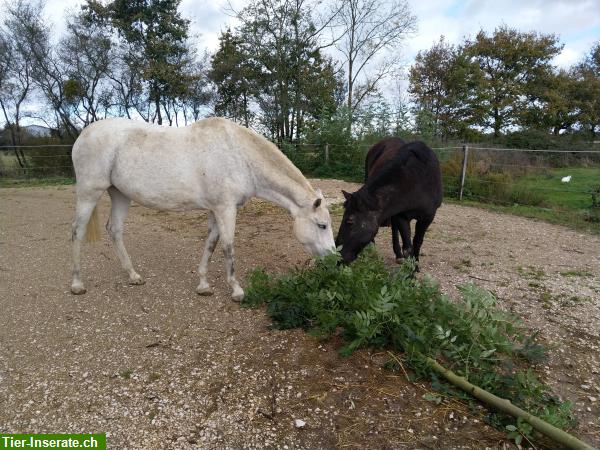 Bild 4: Winterferien für Ihr Pferd/Pony - Pensionsplatz im Burgund, Frankreich