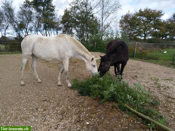 Bild 4: Auszeit für Ihr Pferd/Pony gesucht? Pensionsplatz im Burgund, Frankreich