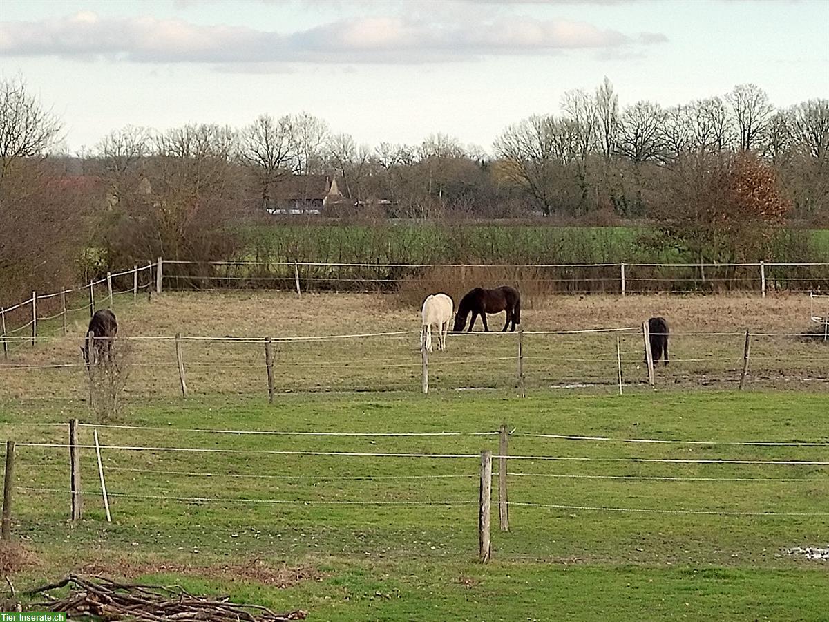Bild 5: Winterferien für Ihr Pferd/Pony - Pensionsplatz im Burgund, Frankreich