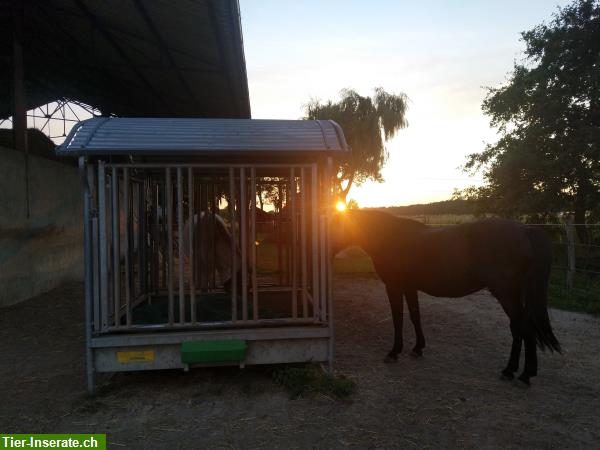 Bild 6: Auszeit für Ihr Pferd/Pony gesucht? Pensionsplatz im Burgund, Frankreich