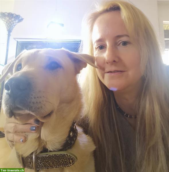 Liebevolle Hundebetreuung für Senioren mit 24-Stunden Service