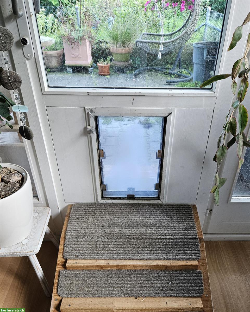 Bild 4: Liebevolle Hundebetreuung für Senioren mit 24-Stunden Service
